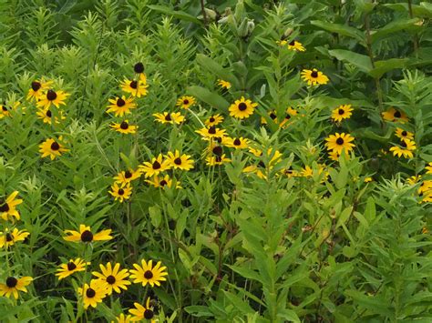 Virginia Native Plants For Wet Areas at Elsa Beshears blog