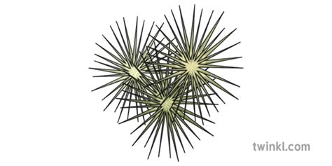 Plante din deșert - Wiki Page | Twinkl România - Twinkl