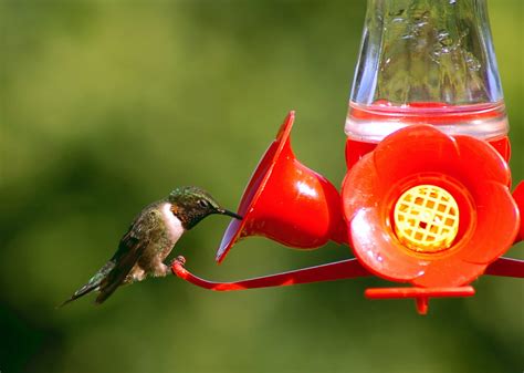 Best Hummingbird Feeder [2022's Top 10 Feeders Reviewed] - Birdwatching ...