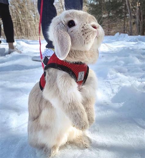 𝐵𝑖𝑎𝑛𝑐𝑎♡'s otakus homodesviados (@Bian_as_kitty) | Twitter