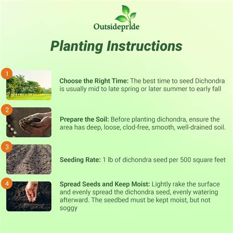Outsidepride Perennial Dichondra Repens Seeds - 1 lb India | Ubuy