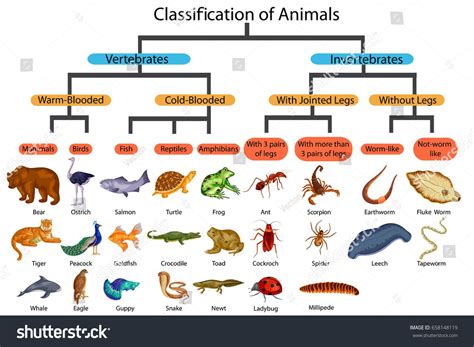 Animal Family Tree: 5 Classes of Animals