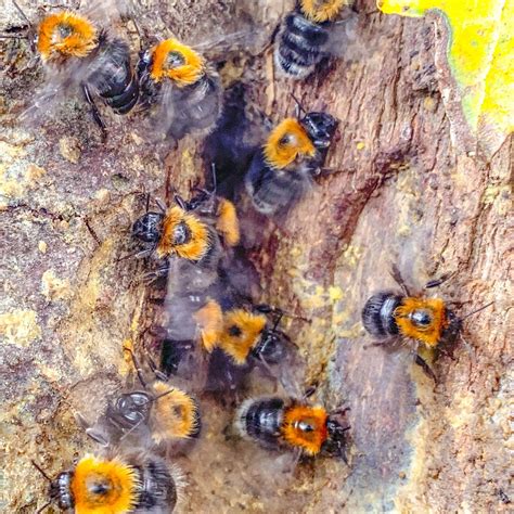 Do Bumblebees Sting? Protect Yourself | Pale Horse