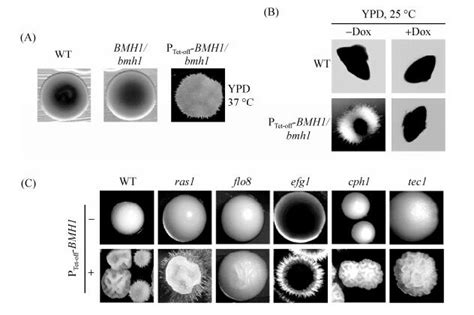 白念珠菌14-3-3蛋白Bmh1在细胞生长和菌丝发育中的功能解析