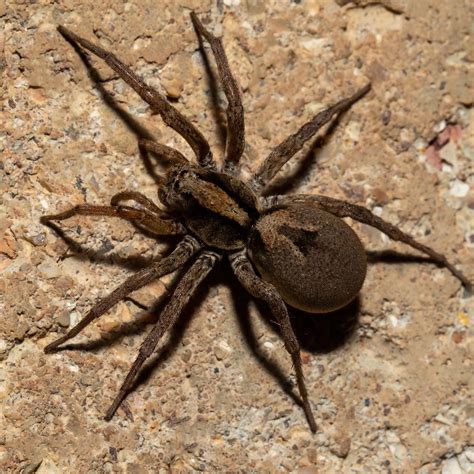 Wolf Spider Poisonous