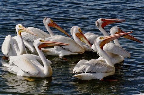 Free picture: aerial, American, white pelican