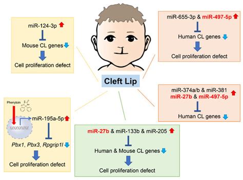 MicroRNAs and Gene Regulatory Networks Related to Cleft Lip and Palate