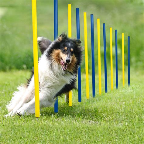 Pet Prime Dog Agility Training Equipment for Dog Obstacle Course ...