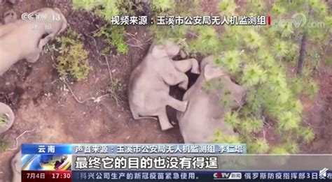 有趣！实拍南非大象难忍酷暑扬沙降温 - 中国日报网