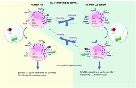 A New Antibody–Cytokine Construct Targeting Natural Killer Cells: An ...