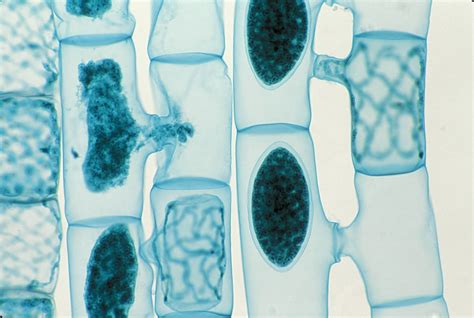Cell Theory: A Core Principle of Biology