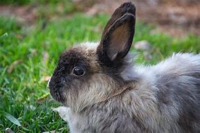 Image result for Bunny in the Wild
