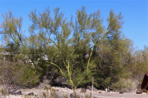 Desert Museum Palo Verde Tree