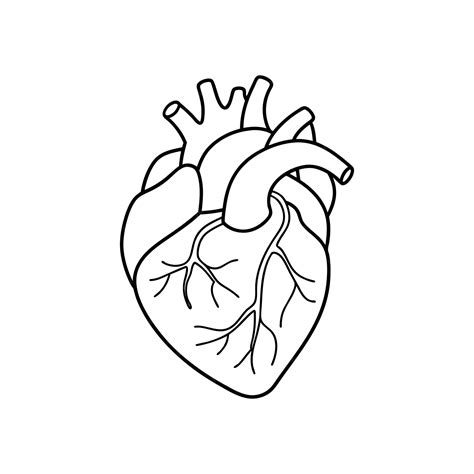 Human heart outline vector art illustration perfect for medical and ...