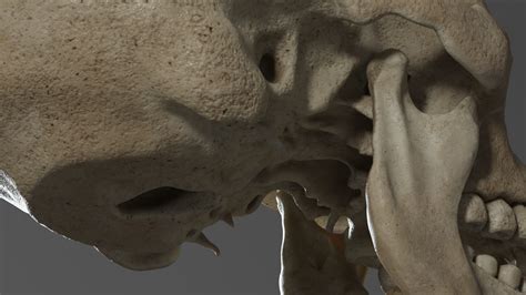 Human Skull Realistic - 3D Model by gabrielgardiman