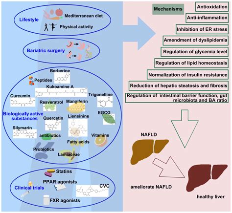 Nonalcoholic Fatty Liver Disease Nafld Fx Medicine Cardiovascular And