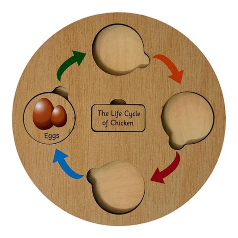Lifecycle Puzzle – Kuviyal