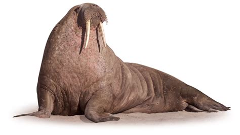 Walrus Facts | Where do Walruses Live | DK Find Out