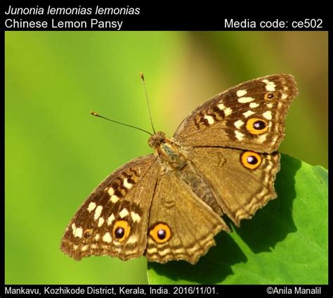 Junonia lemonias | Butterfly