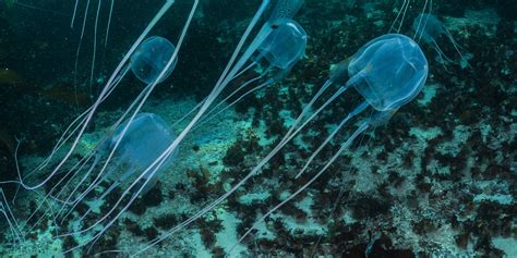 Sea Wasp Box Jellyfish Stings
