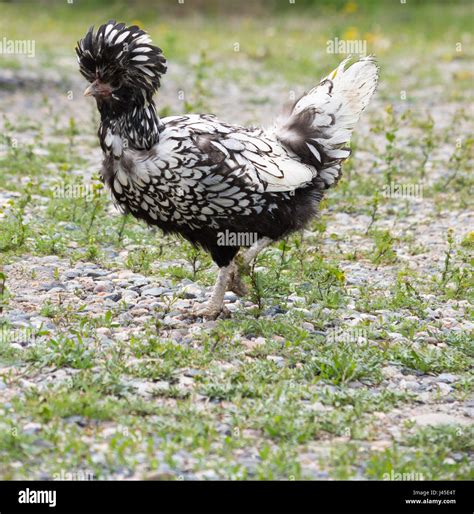 Polish Chicken High Resolution Stock Photography and Images - Alamy