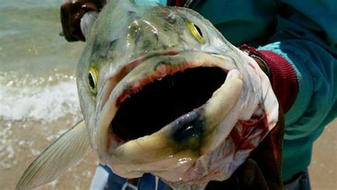 这种鱼有一个神奇的名字——地震鱼，它的出现预示着灾难的到来_日本
