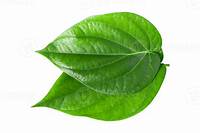 green betel leaf isolated on transparent background,png 22802953 PNG