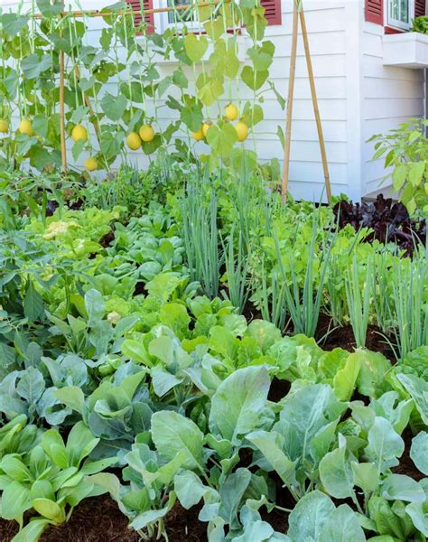 Integrated Gardening for Summer Kitchens – Nature's Magic