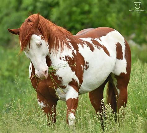 Most Beautiful Paint Horses