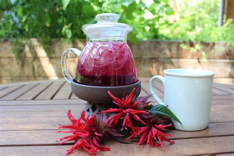 12 Ways to Use Bee Balm