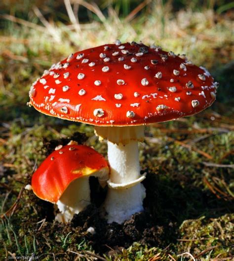 Image result for Mushroom Huge Dataset Classification Python