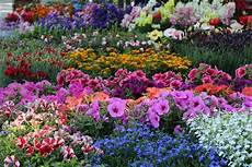 fiori di giardino domani apre euroflora ecco come raggiungere nervi fiori di giardino domani apre euroflora ecco come raggiungere nervi