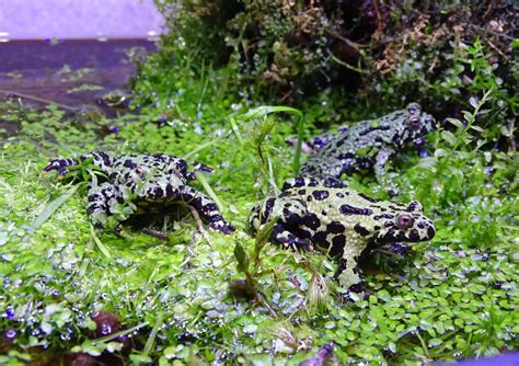 Chinesische Rotbauchunken Bombina Orientalis in Lünen | Tiere ...