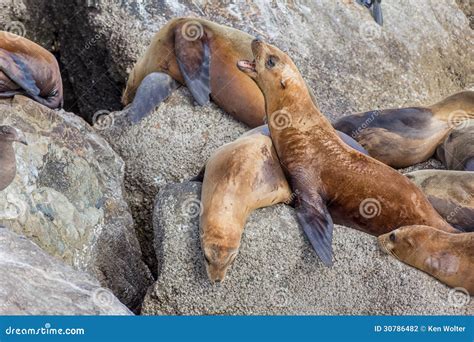 Monterey Bay Sea Lions stock photo. Image of pinnipeds - 30786482