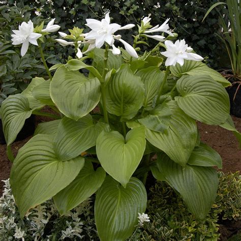 Hosta Bulbs, Rare Hosta,Potted Plant, Outdoor Portugal | Ubuy