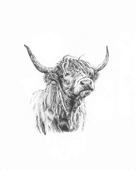 Highland Cow Illustration 8x10 Print