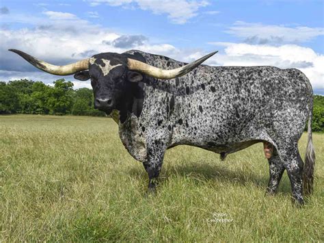 Texas Longhorns for sale at Rocking O Longhorns