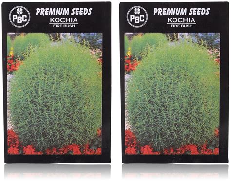 PBC Kochia Fire Bush Premium Seeds - Pack of 2 (200 Seeds) : Amazon.in ...
