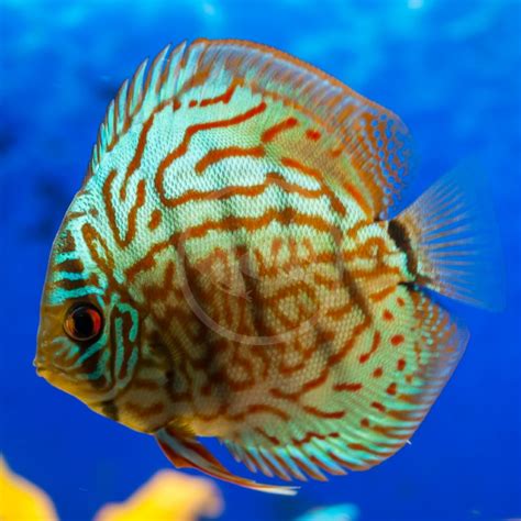 Image result for Turquoise Discus Fish