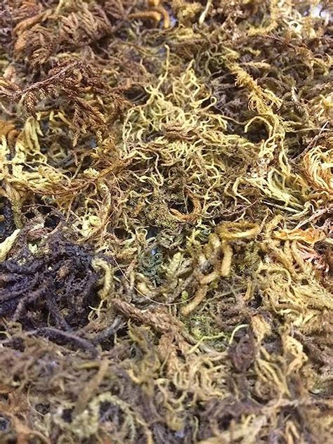 VK HORE Sphagnum Moss for Orchid Plant Soil, Air Layering and Mulching ...