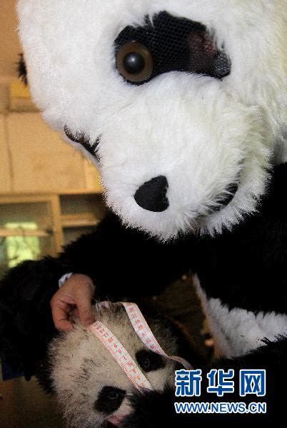 青羚网-大熊猫宝宝“淘淘”的成长