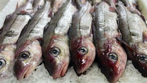 Пикша – рыба с черной полосой - Блог Goodfish.BY