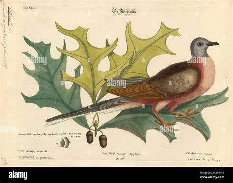 French word passager hi-res stock photography and images - Alamy