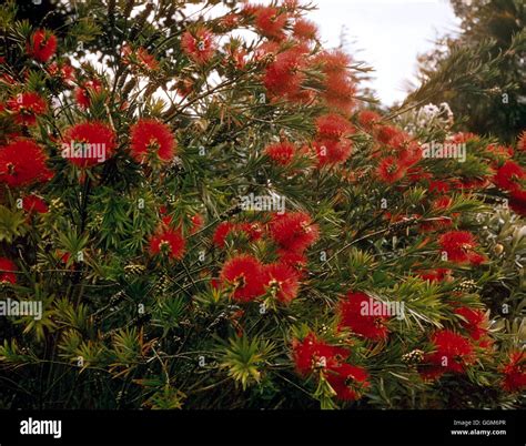Callistemon citrinus - `Splendens' TRS006649 Stock Photo - Alamy