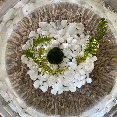 Image result for DIY Java Moss Decorations