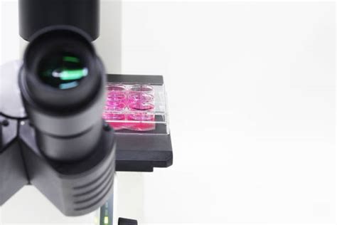 Cell 2D 的图像结果