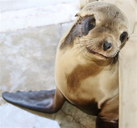 Caribbean Monk Seal - Ocean Connections