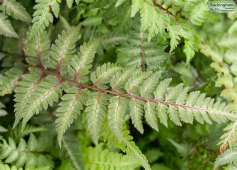 Japanese Painted Fern, Athyrium niponicum Metallicum (Ferns) > Ferns ...