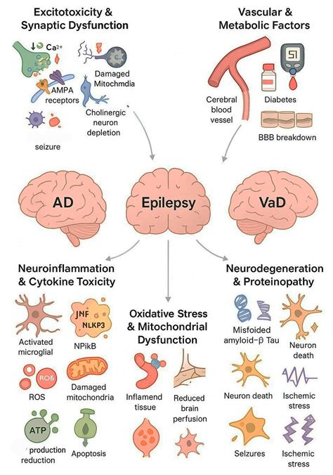 Alzheimer’s Disease, Epilepsy, and Vascular Dementia: Convergent ...
