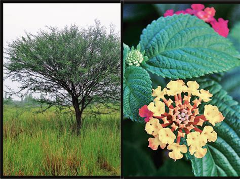 'Alien species' destroying India's forests!